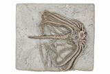 Fossil Crinoid (Eretmocrinus) - Crawfordsville, Indiana #215816-1